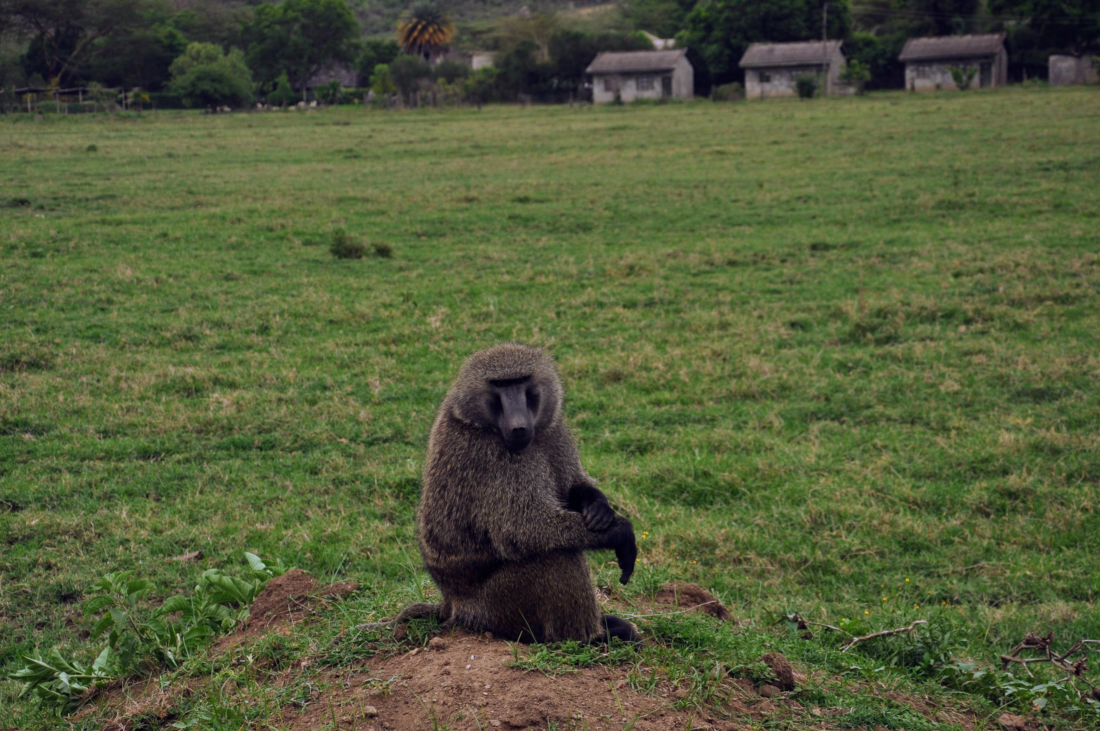 Baboon at the entrance of Lake Nakuru National park